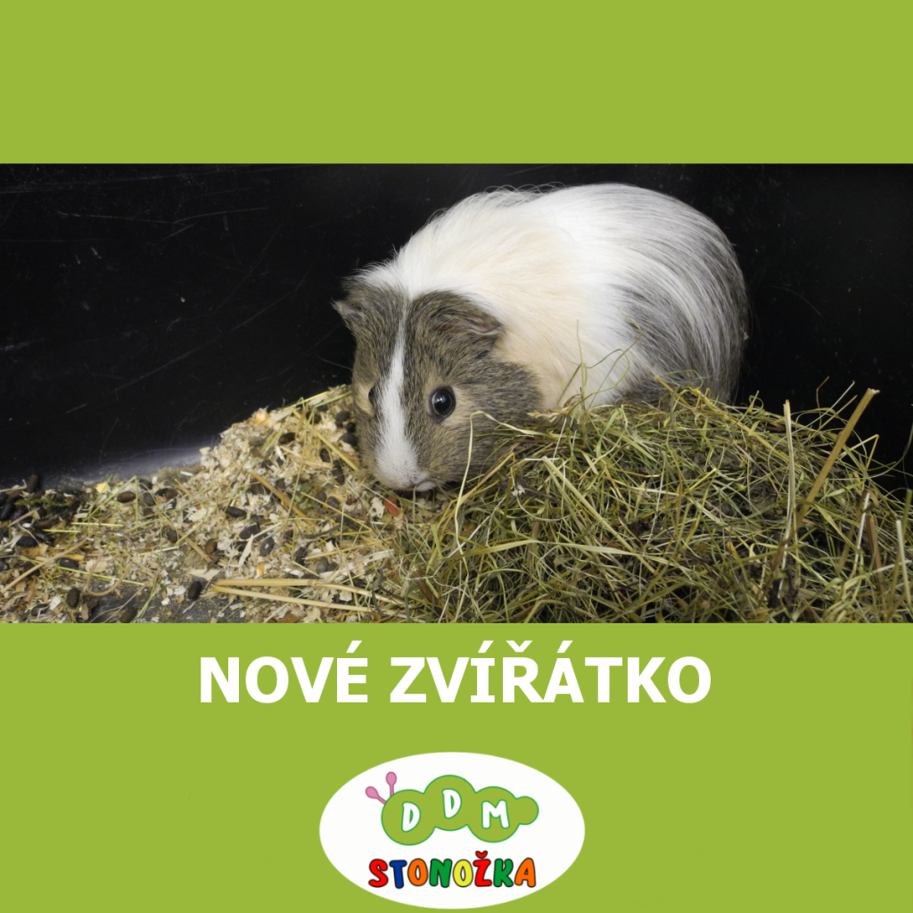Nové zvířátko